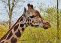Giraffe camelopardalis - young giraffe