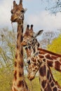 Giraffe camelopardalis - young giraffe