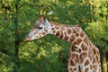 Giraffe camelopardalis - young giraffe in zoo