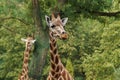 Giraffe camelopardalis - young giraffe in zoo