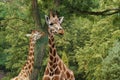 Giraffe camelopardalis - young giraffe in zoo