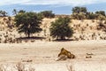 Giraffe carcasse in dryland Nossob riverbed