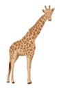 Giraffe cartoon illustration drawing white background