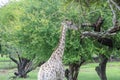 Giraffe in Casela Nature Park, Mauritius Royalty Free Stock Photo