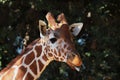 Giraffe center tongue