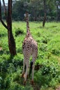 Giraffe Centre Nairobi
