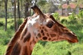 Giraffe Centre Nairobi