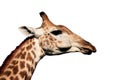Giraffe chewing Royalty Free Stock Photo