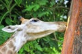 Giraffe chewing bark from a tree