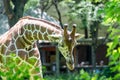 Giraffe at Chicago Brookfield Zoo