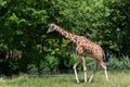 Giraffe at Chicago Brookfield Zoo
