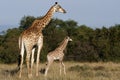 Giraffe and child Royalty Free Stock Photo