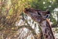 Giraffe close-up in daylight