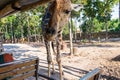 Giraffe close up