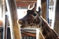 Giraffe close up of head with mouth open Royalty Free Stock Photo