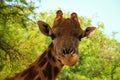 Giraffe close-up