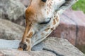 Giraffe close up head shot Royalty Free Stock Photo