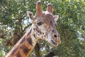 Giraffe close up head shot Royalty Free Stock Photo