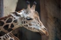 Giraffe close up head shot portrait. Royalty Free Stock Photo