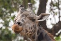 Giraffe close up head shot portrait. Royalty Free Stock Photo