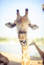 Giraffe