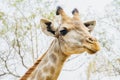 Giraffe Royalty Free Stock Photo