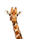 Giraffe close up photo isolated on white background, cute giraffe face picture Royalty Free Stock Photo