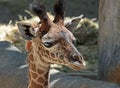 Giraffe Royalty Free Stock Photo