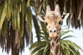 Giraffe close up portrait Royalty Free Stock Photo