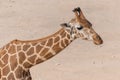 A giraffe close up in the sand