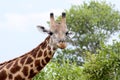 Giraffe in Savuti National Park Botswana, Africa Royalty Free Stock Photo