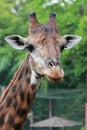 Close up shot of giraffe Royalty Free Stock Photo