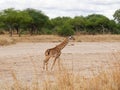 Giraffe close-u on Tarangiri safari - Ngorongoro