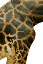 Giraffe closeup