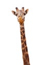 Giraffe Closeup Isolated - Happy Expression Royalty Free Stock Photo