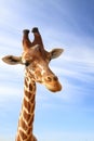Giraffe closeup portrait Royalty Free Stock Photo