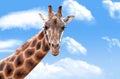 Giraffe in the clouds Royalty Free Stock Photo
