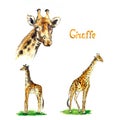 Giraffe collection, face portrait, small and large standing on grass glade, side view, handpainted watercolor illustration