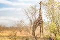 Giraffe comouflaging behind trees at safari park Royalty Free Stock Photo