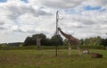 Giraffe at Cotswolds wildlife park and Gardens Royalty Free Stock Photo