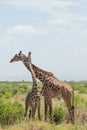 Giraffe couple. Amboseli, Kenya. Royalty Free Stock Photo