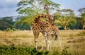 Giraffe couple cuddling with each other in Kenya, Africa Royalty Free Stock Photo