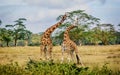 Giraffe couple cuddling with each other in Kenya, Africa Royalty Free Stock Photo