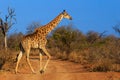 A Giraffe Crosses the Road