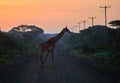 Giraffe crossing gravel road with wooden electrical poles against orange morning sky. An african landscape at the foot of a Royalty Free Stock Photo