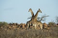 Giraffe crossing necks