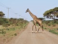 Giraffe crossing the road