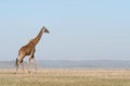Giraffe crossing the savanna.