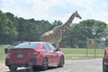 Giraffe crossing at the Wild Safari Drive-Thru Adventure at Six Flags Great Adventure in Jackson Township, New Jersey Royalty Free Stock Photo