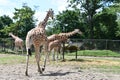 Giraffe crossing at the Wild Safari Drive-Thru Adventure at Six Flags Great Adventure in Jackson Township, New Jersey Royalty Free Stock Photo